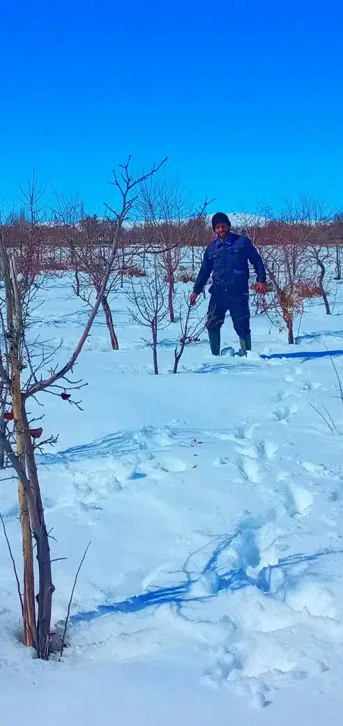 زمین کشاورزی|فروش زمین و ملک کلنگی|قمصر, |دیوار