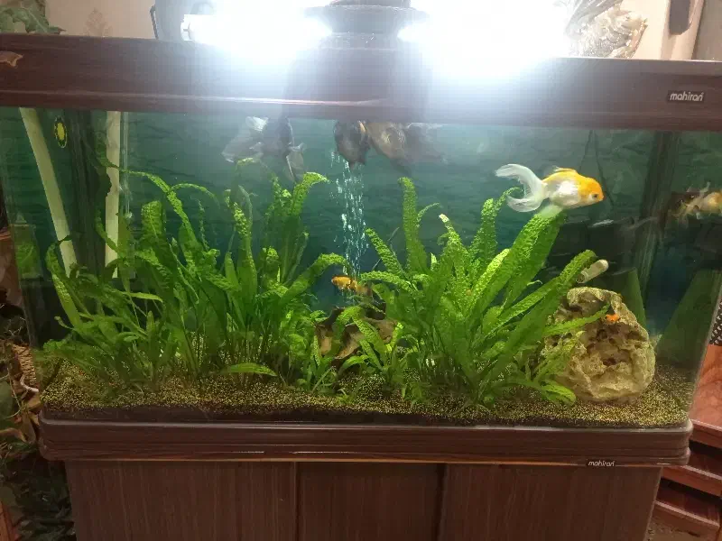 ماهی گلدفیش|ماهی|ساری, |دیوار