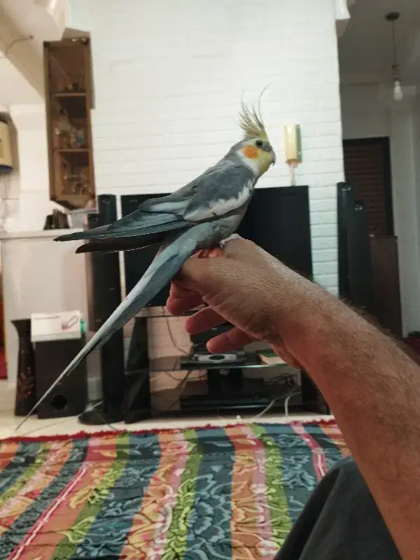 عروس هلندی سخنگو|پرنده|بندرعباس, |دیوار