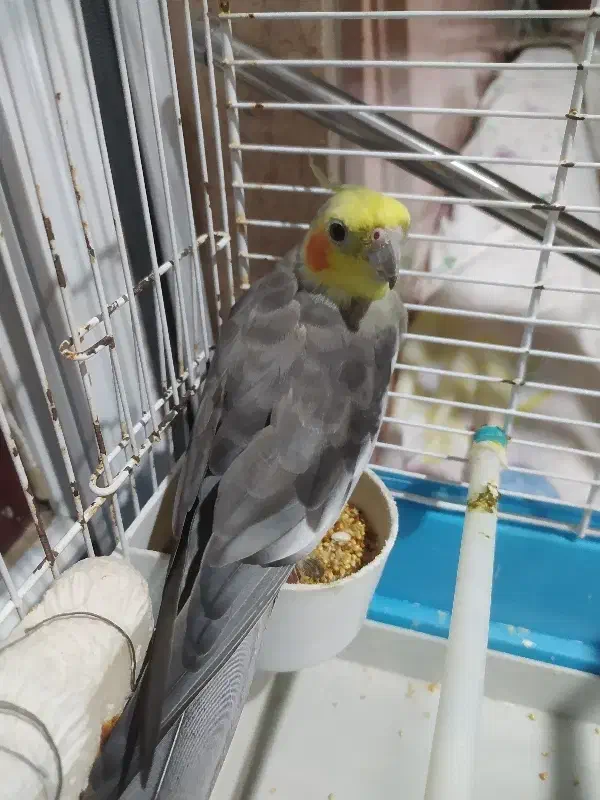 عروس هلندی نر بالغ آماده جفتگیری|پرنده|رشت, جماران|دیوار