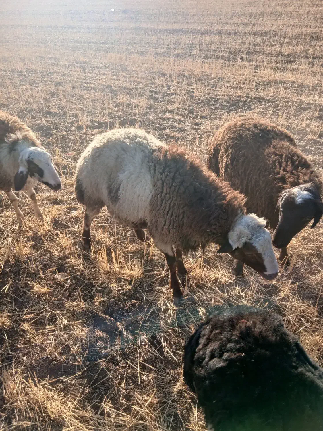 کاور نر گوشتی|حیوانات مزرعه|دهگلان, |دیوار