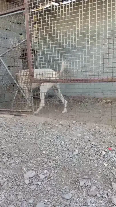 آغال|مصالح و تجهیزات ساختمان|فردوس (خراسان), |دیوار