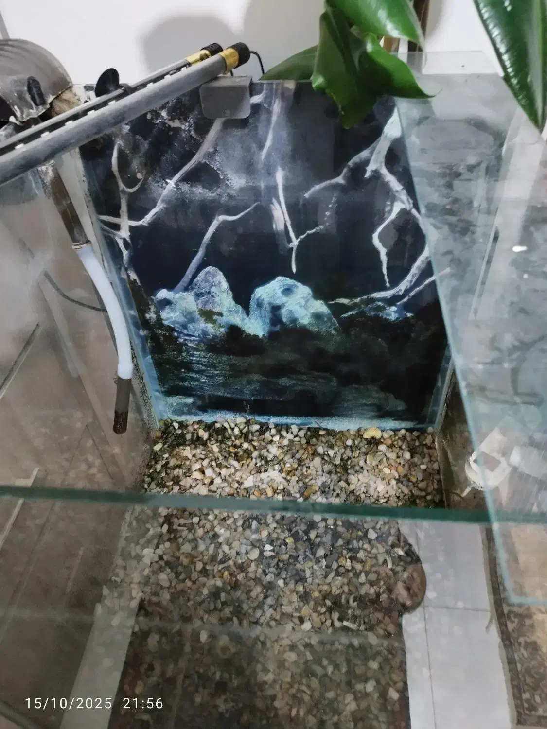 لوازم آکواریوم|ماهی|اهواز, گلستان|دیوار