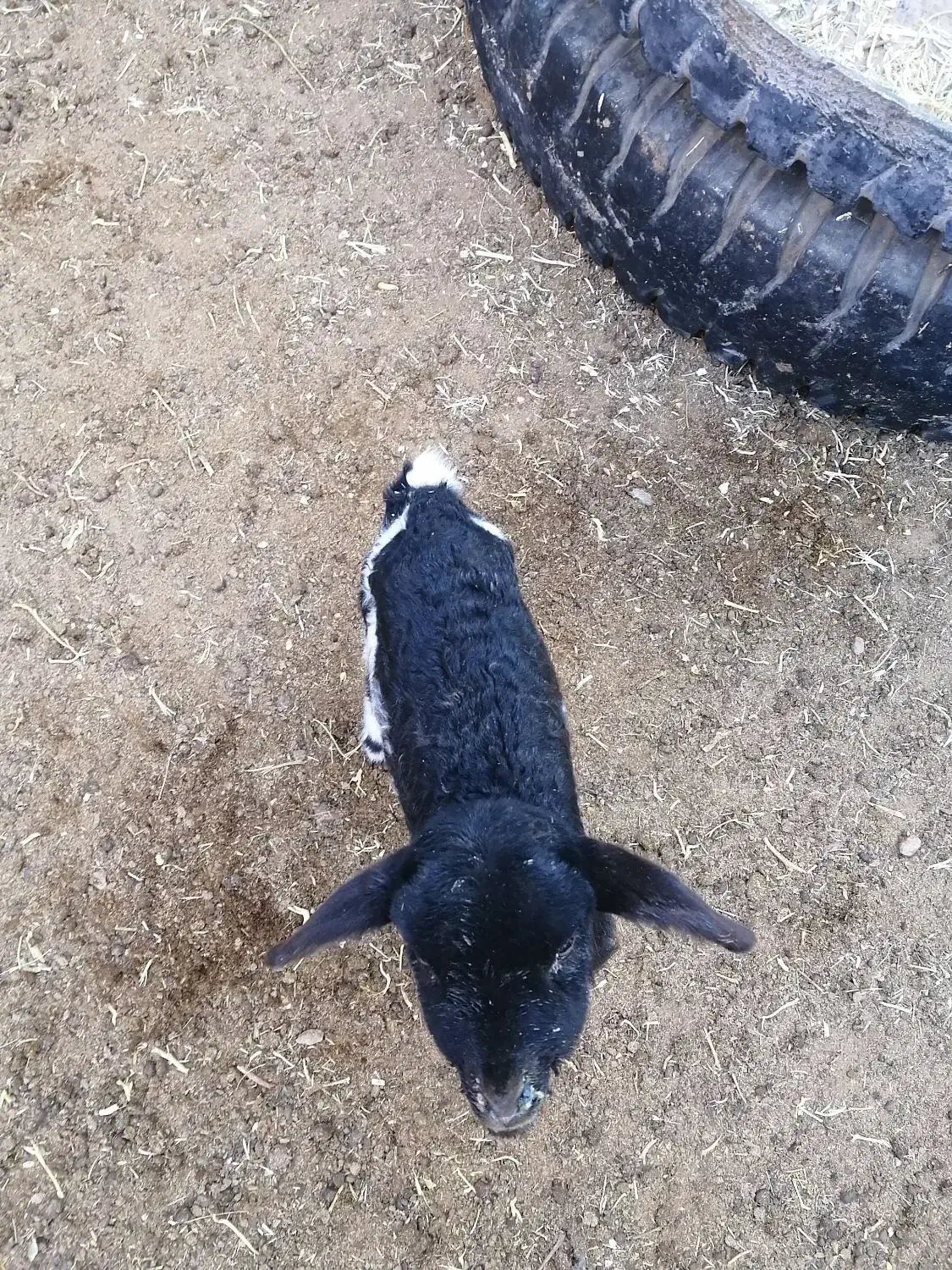 بره شیری ماده|حیوانات مزرعه|اقلید, |دیوار