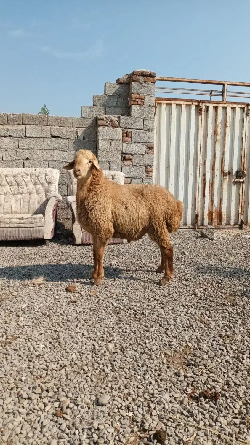 توغلی ، گوسفند همه رقم قربانی|حیوانات مزرعه|اردبیل, |دیوار