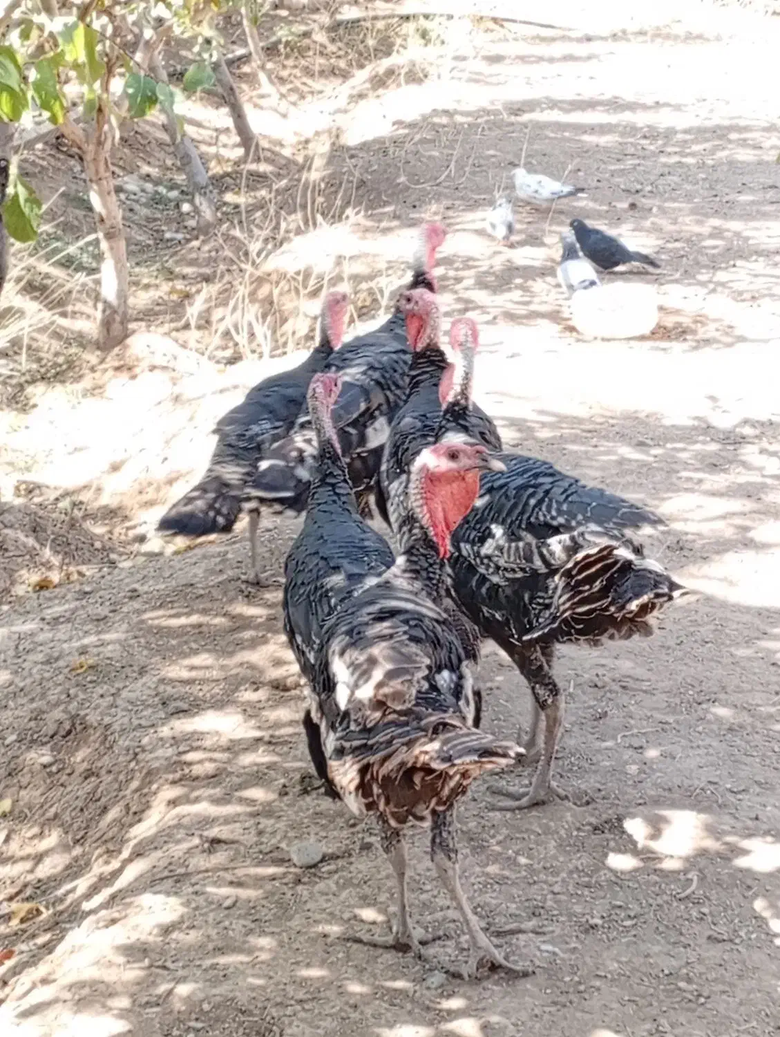 بوقلمون شش ماهه|حیوانات مزرعه|ابهر, |دیوار