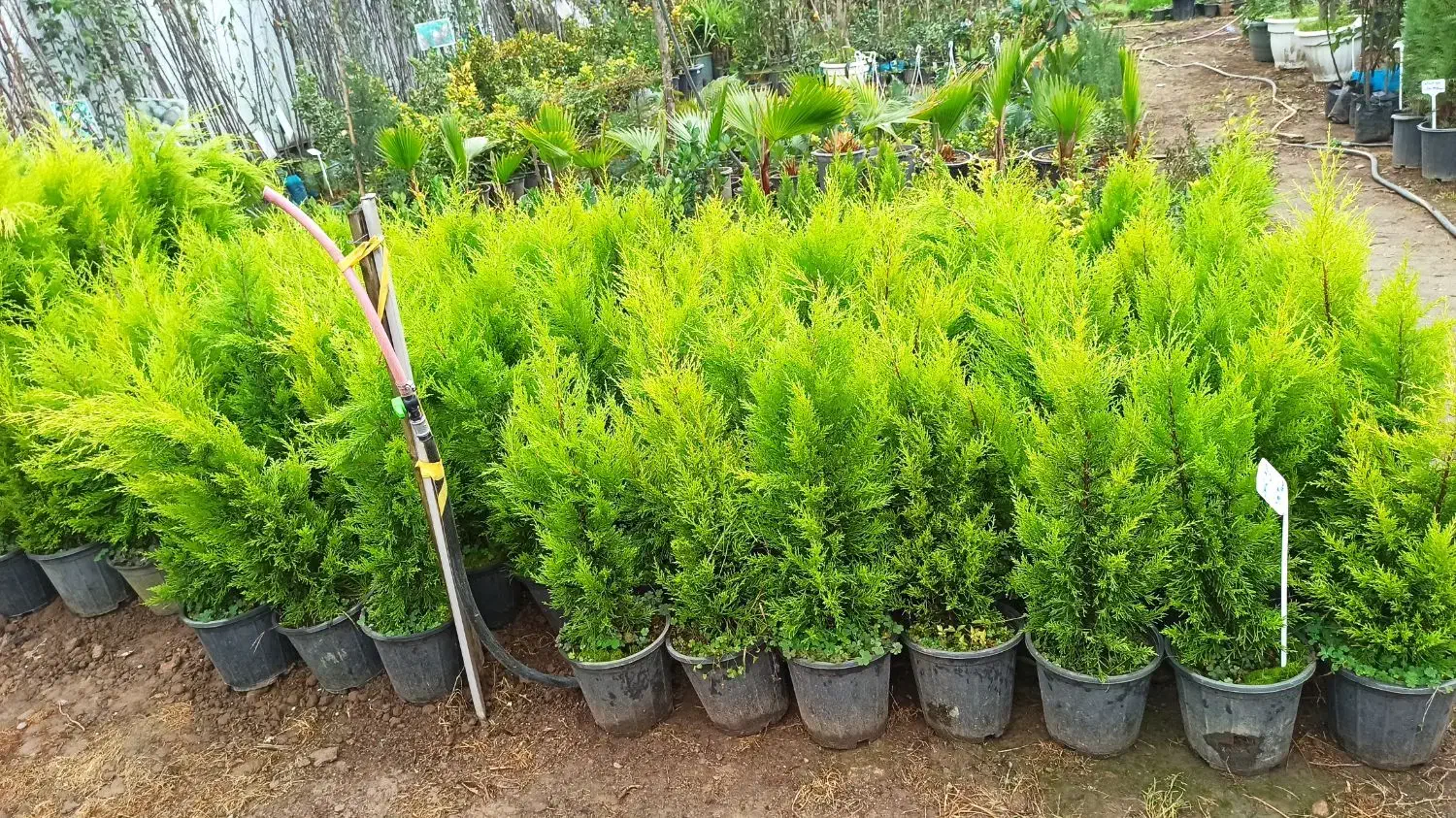 نهال میوه،مرکبات،سیاهریشه،فضاسازی|خدمات باغبانی و درختکاری|تولم شهر, |دیوار