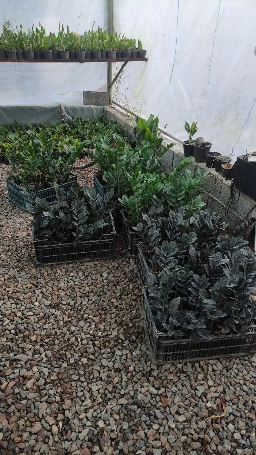 گل زامیفولیا زامفولیا زیر قیمت|گل و گیاه طبیعی|بابل, |دیوار