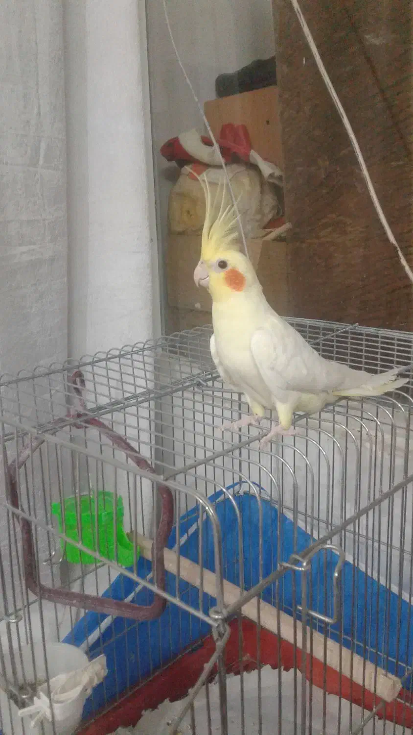 عروس هلندی نر لوتینو دستی سخنگو|پرنده|اصفهان, شاهد|دیوار