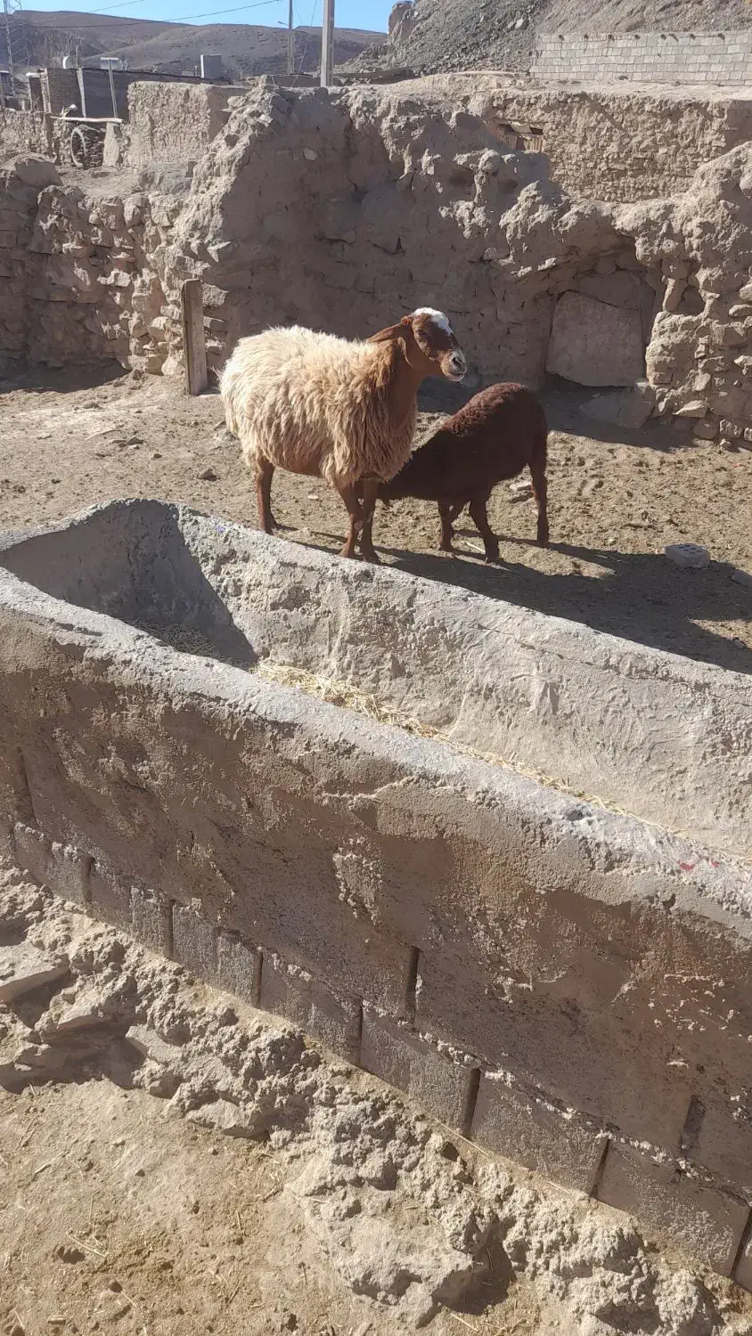 میش زایده|حیوانات مزرعه|تربت جام, جلگه موسی آباد|دیوار