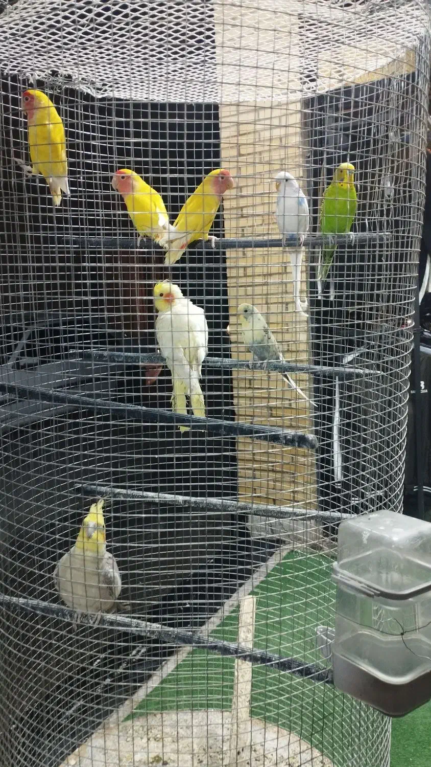 عروس،کوتوله،مرغعشق|پرنده|اردکان, |دیوار