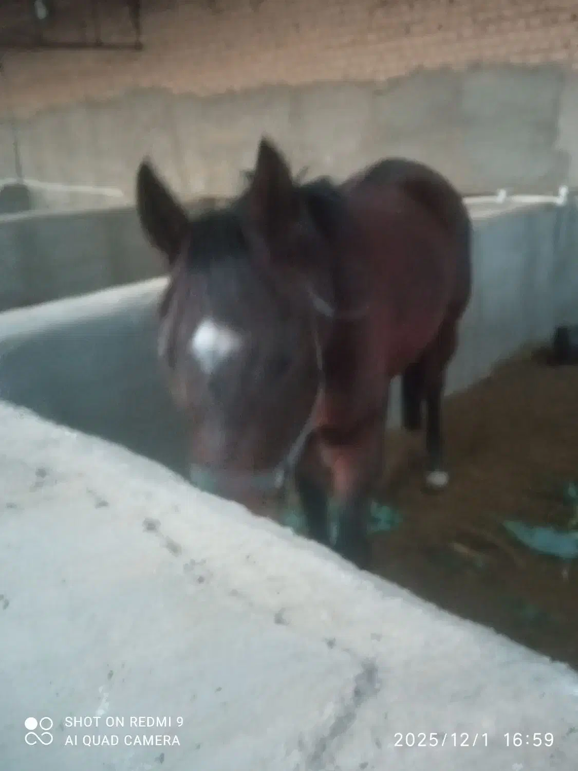 مادیان دوخون|اسب و تجهیزات اسبسواری|پیشوا, |دیوار