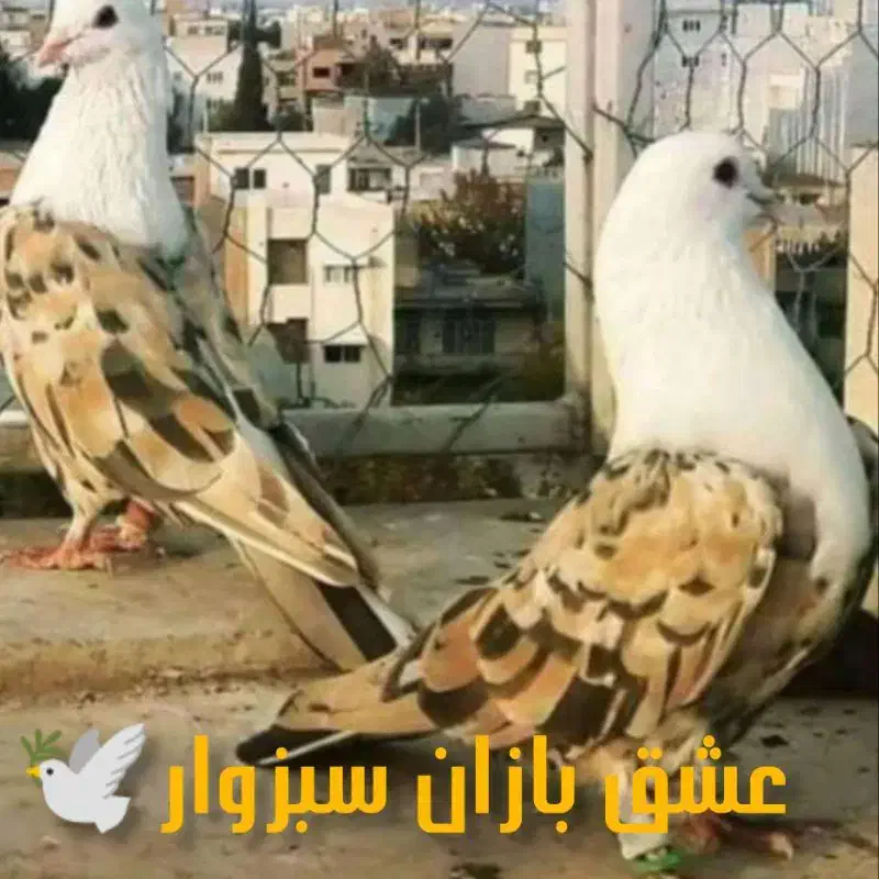 عشق بازان سبزوار|پرنده|سبزوار, قصبه شرقی|دیوار