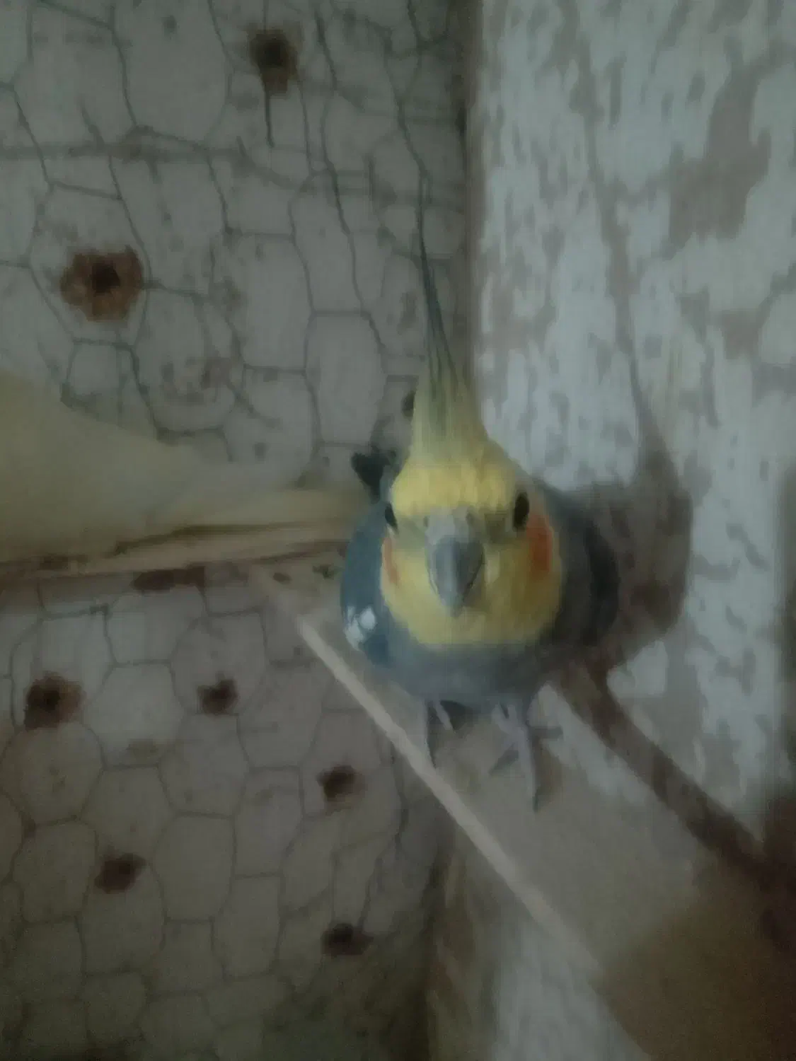 عروس هلندی|پرنده|نیمروز, |دیوار