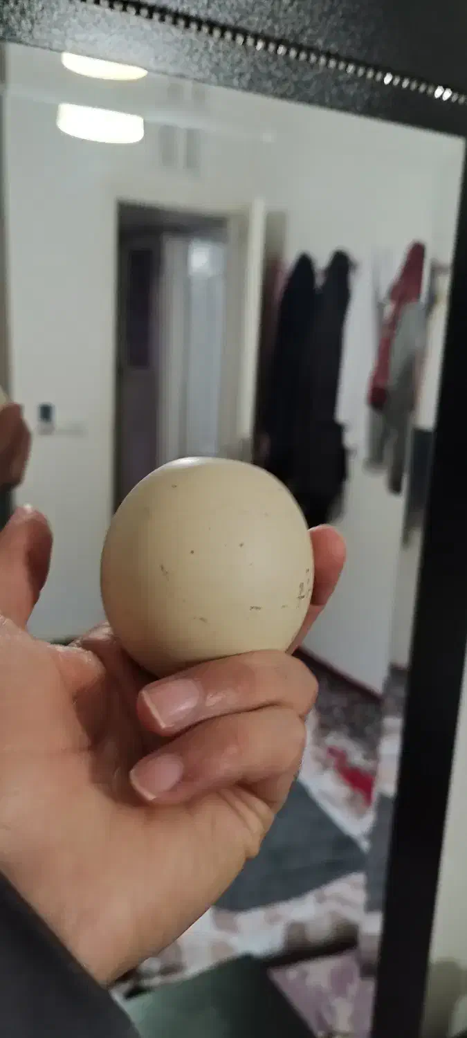 سنگ الماس|جواهرات|بجنورد, |دیوار