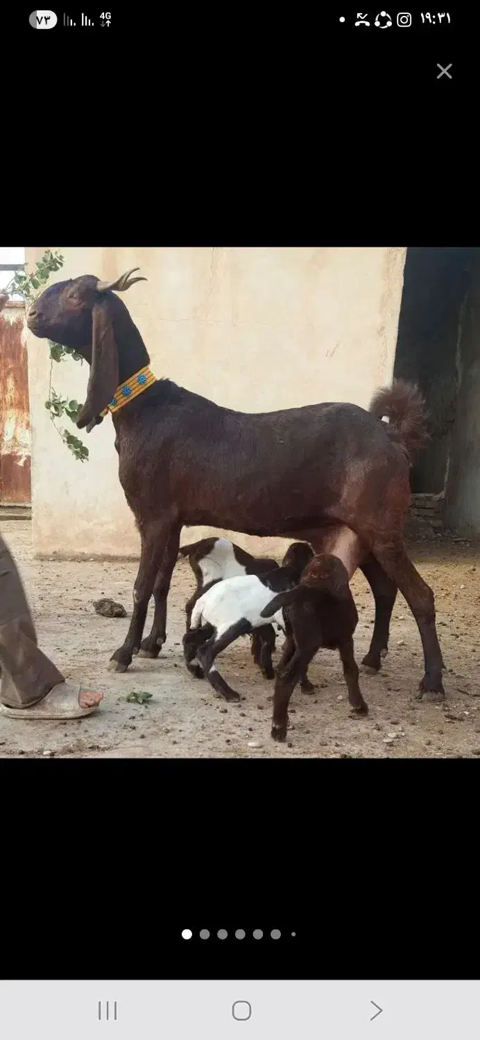 بز کامورای سه چهارقلو زا|حیوانات مزرعه|شوشتر, |دیوار