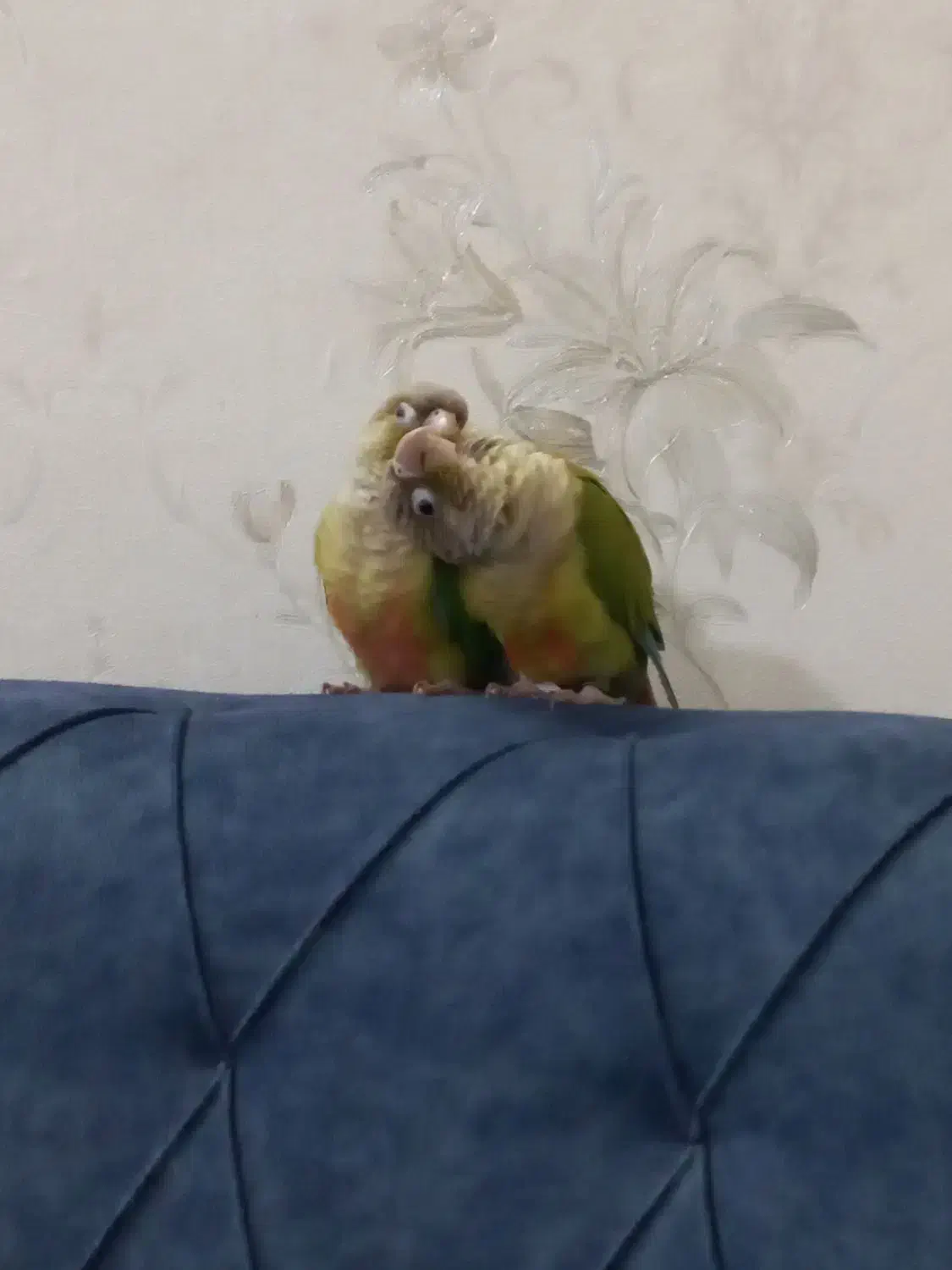 پرنده گرینچگ|حیوانات|قم, ولیعصر|دیوار