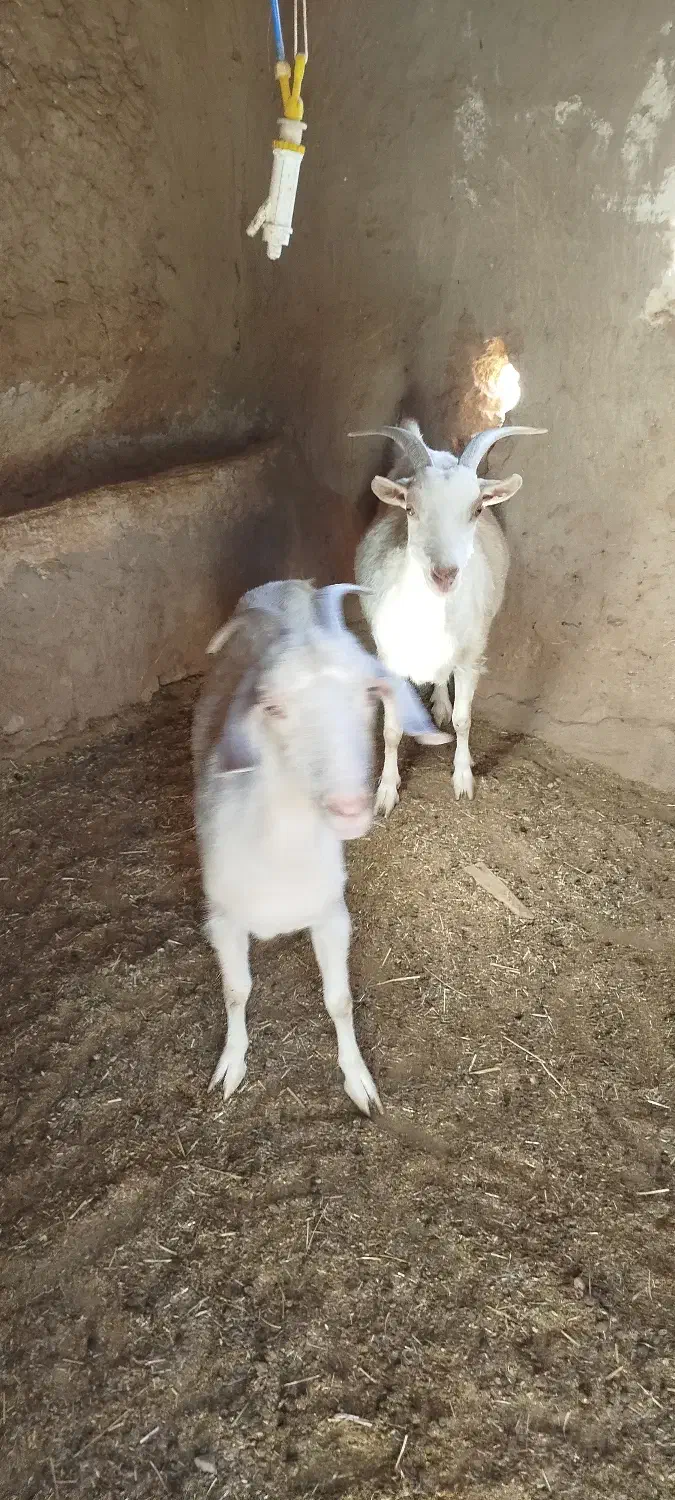 بز سانن فروشی معاوضه با گوساله|حیوانات مزرعه|تربت‌حیدریه, کلاته توکلی|دیوار