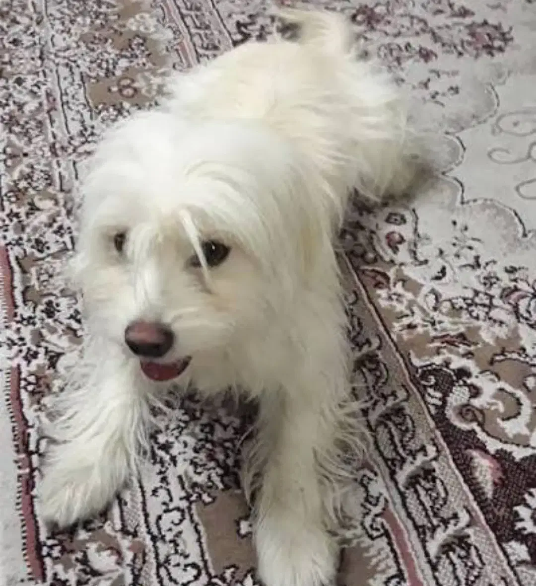 شیتزو|سگ|برازجان, |دیوار