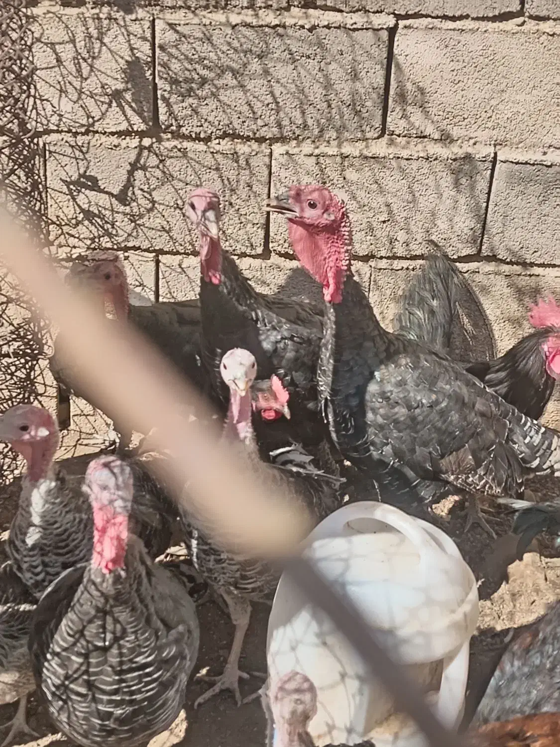 بوقلمون 6 عدد بزرگ دو عدد نیمچه|حیوانات مزرعه|چاهک, |دیوار