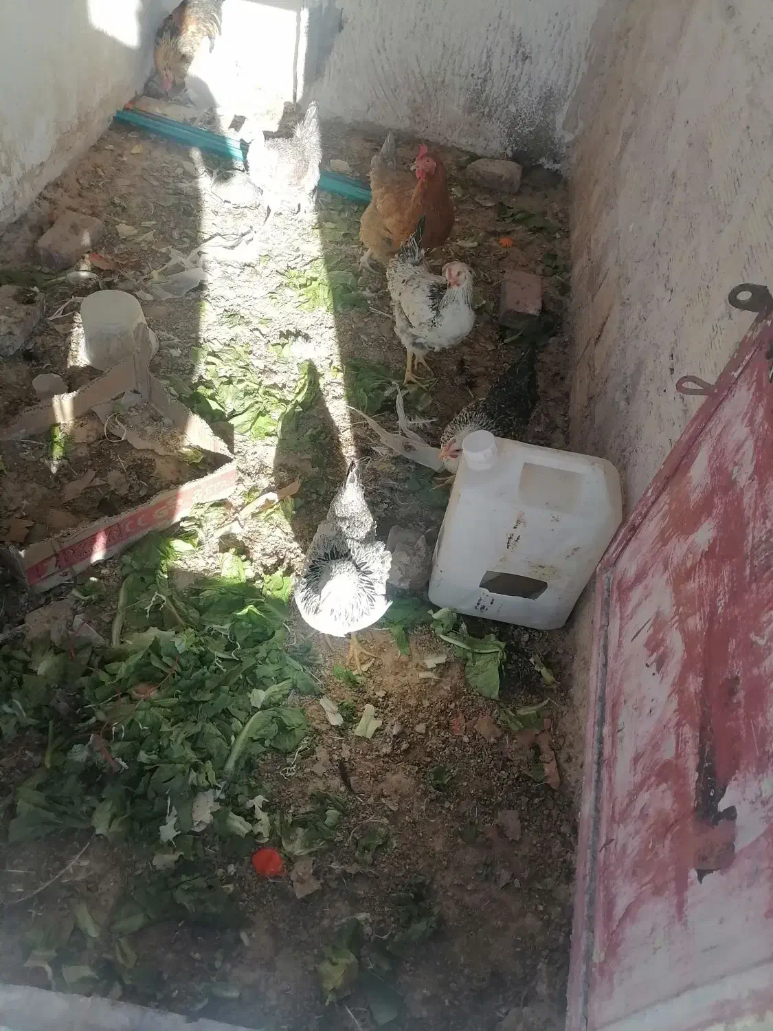 مرغ و خروس|حیوانات مزرعه|کرمان, |دیوار