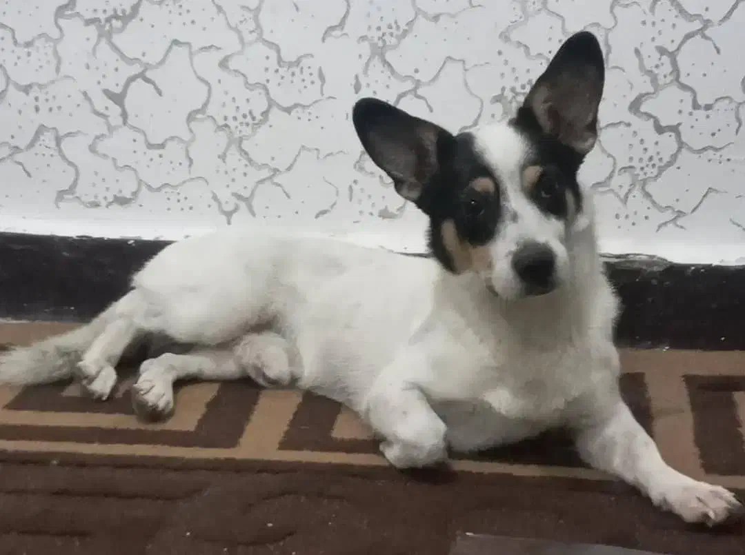 سگ گمشده|سگ|اهواز, کمپلو جنوبی|دیوار