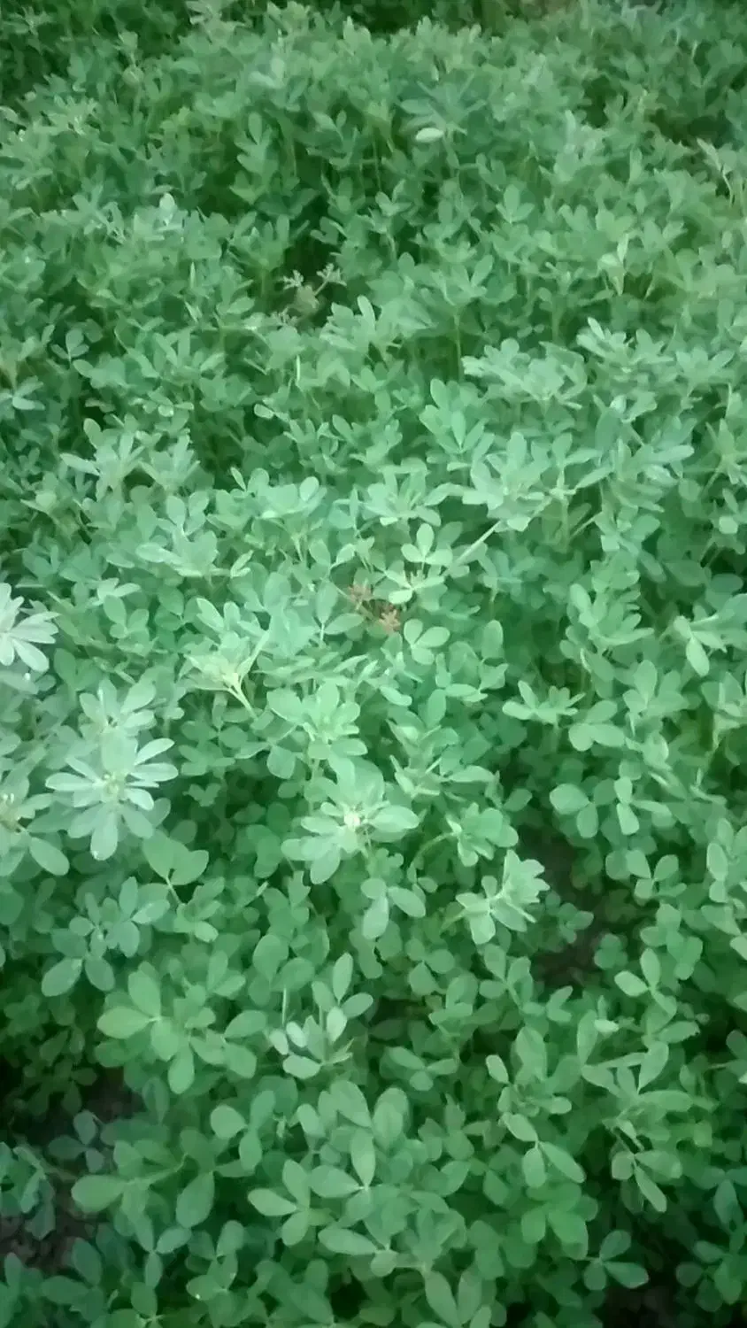 شنبلیله|خوردنی و آشامیدنی|خان ببین, |دیوار