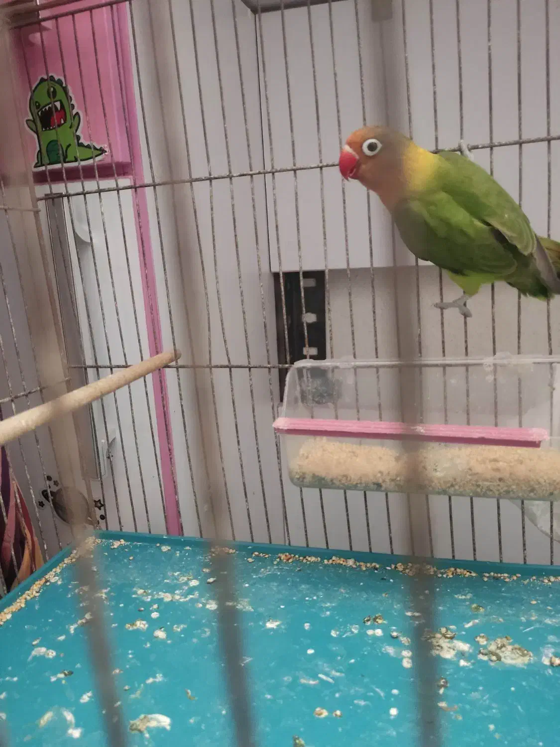 طوطی برزیلی سالم سرحال مطالق عکس|پرنده|رشت, شهرک شهید رجایی|دیوار