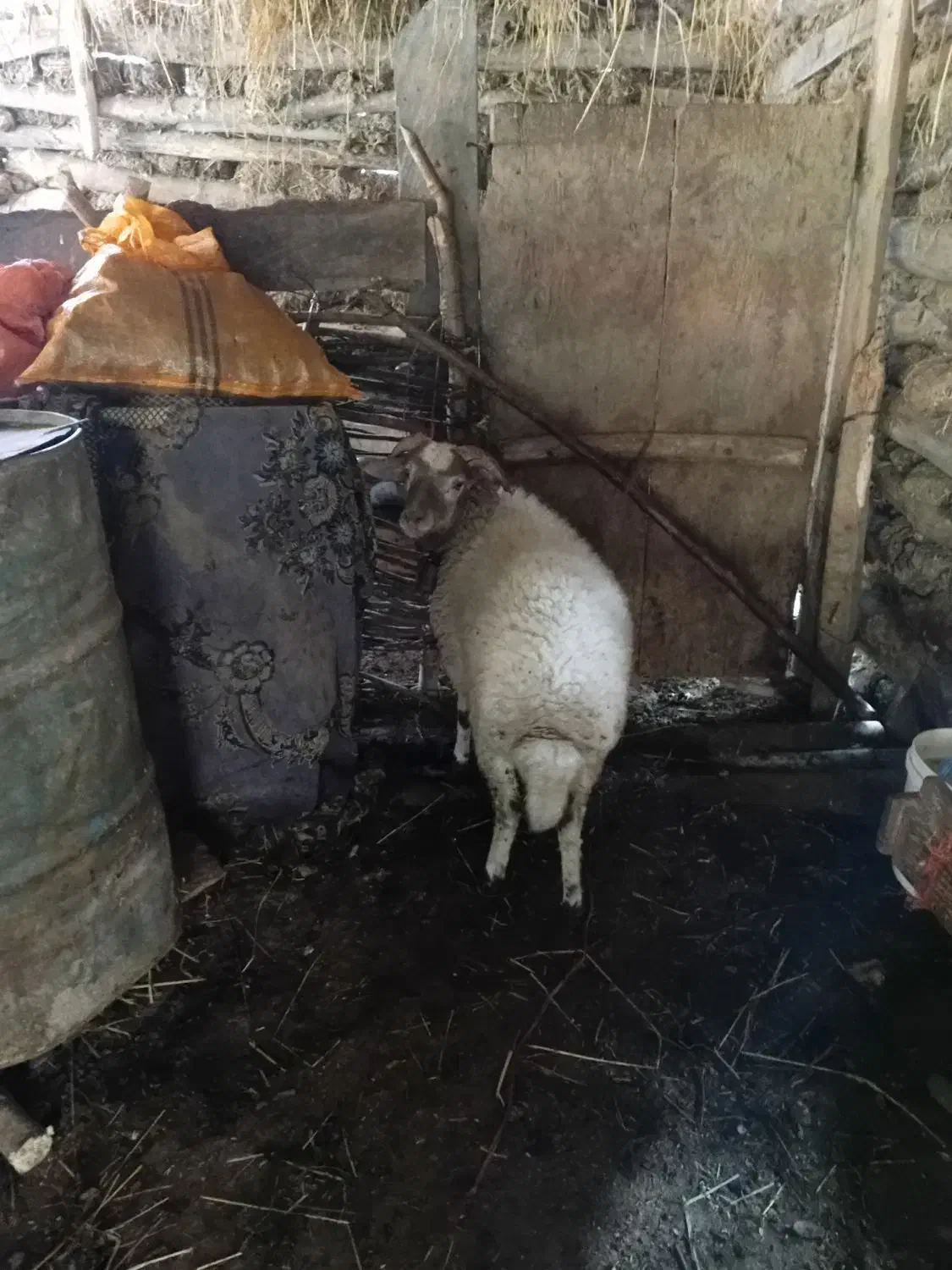 گوسفند نر|حیوانات مزرعه|گوراب زرمیخ, |دیوار