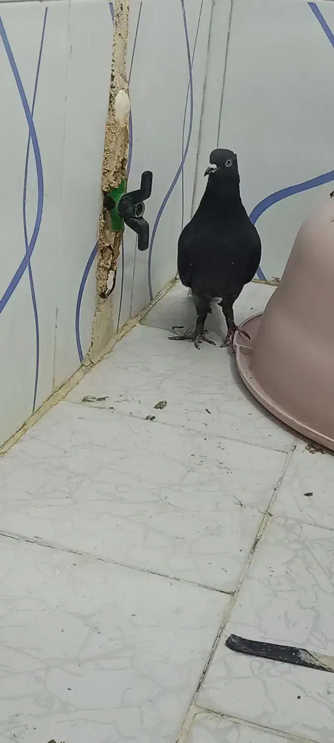 کبوتر دم سفید|پرنده|مشکیندشت, |دیوار