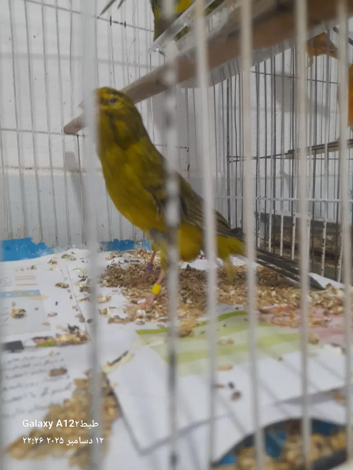 قناری نر سبز چمنی رسمی بلند|پرنده|رشت, بیجارپس|دیوار