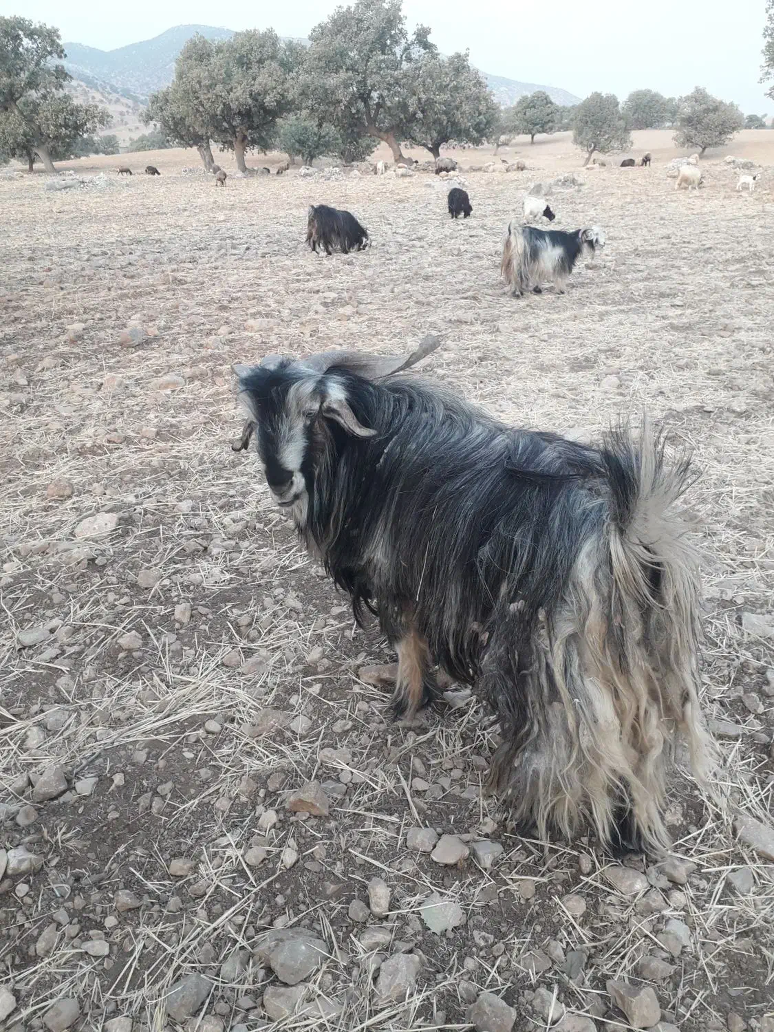 فروش دوبر بهده|حیوانات مزرعه|ایذه, |دیوار