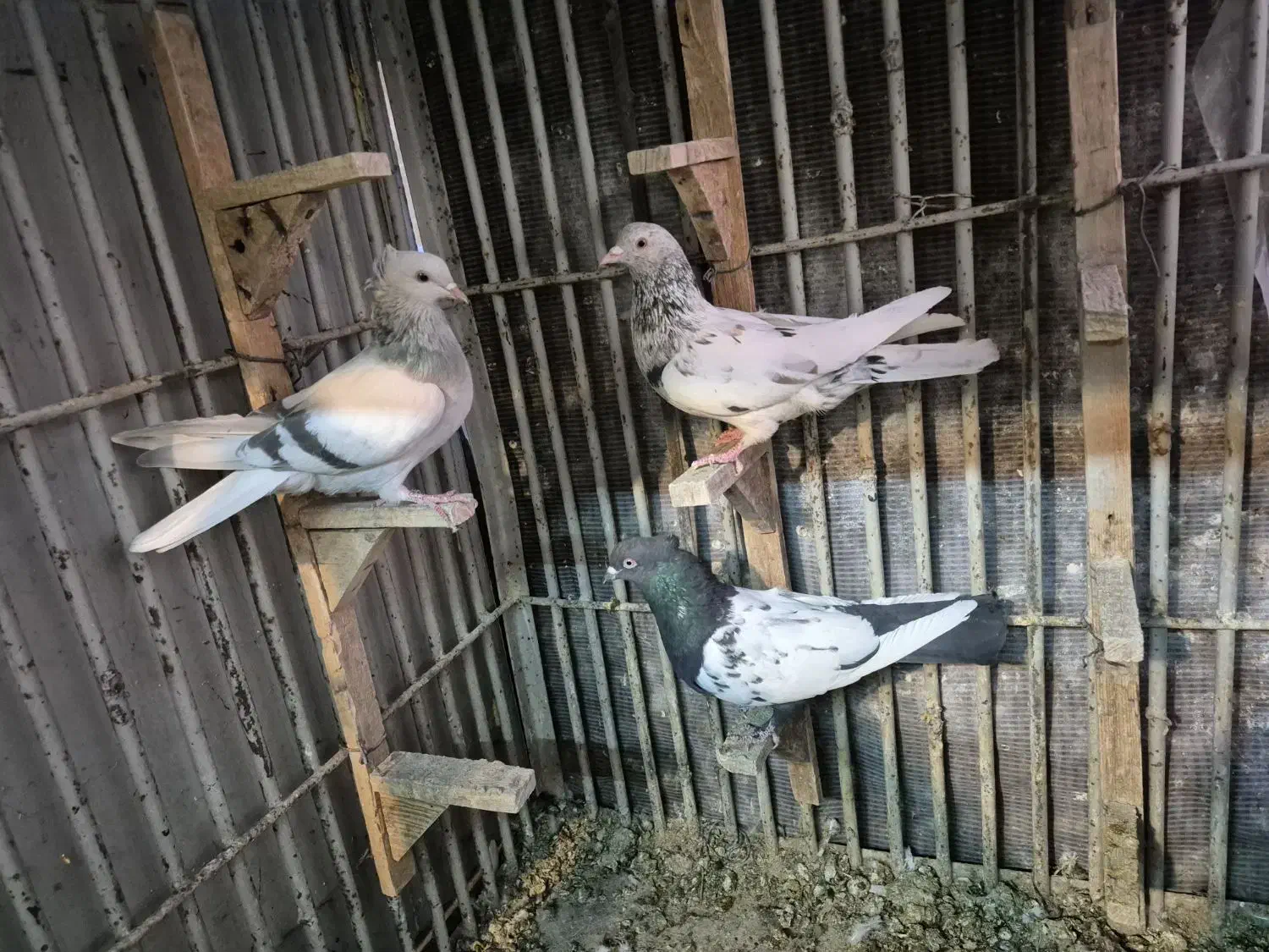 کبوتر سینه دمبی شهری|پرنده|شیراز, چوگیاه|دیوار