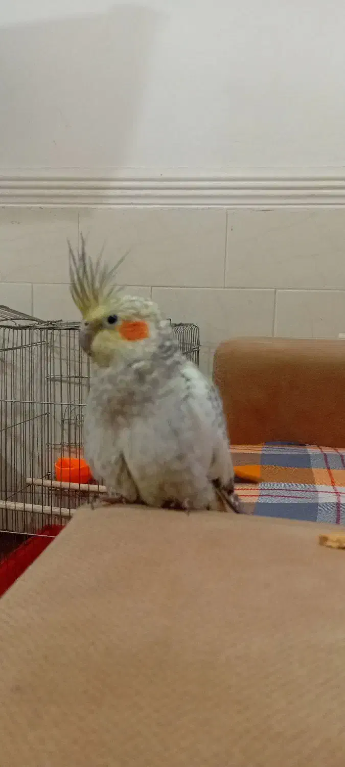 فروش عروس هلندی و کوتوله برزیلی|پرنده|لامرد, |دیوار