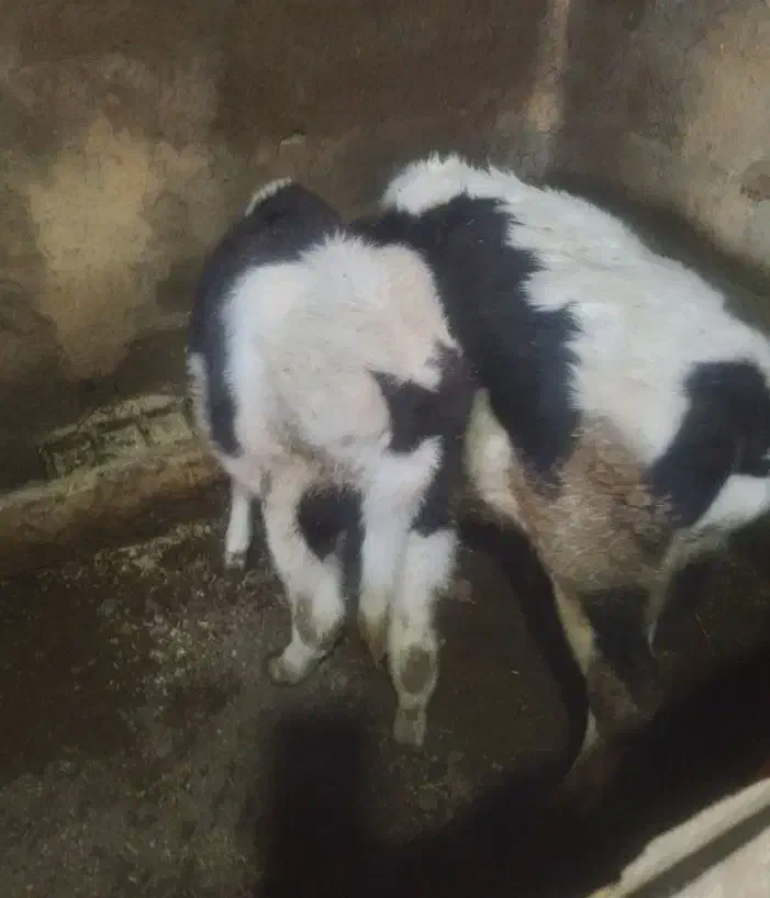 گوساله|حیوانات مزرعه|خلخال, |دیوار