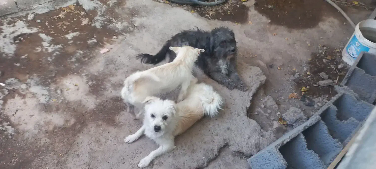 سه سگ پا کوتاه و یک سگ هاسکی بفروش میرسد|سگ|بم, |دیوار