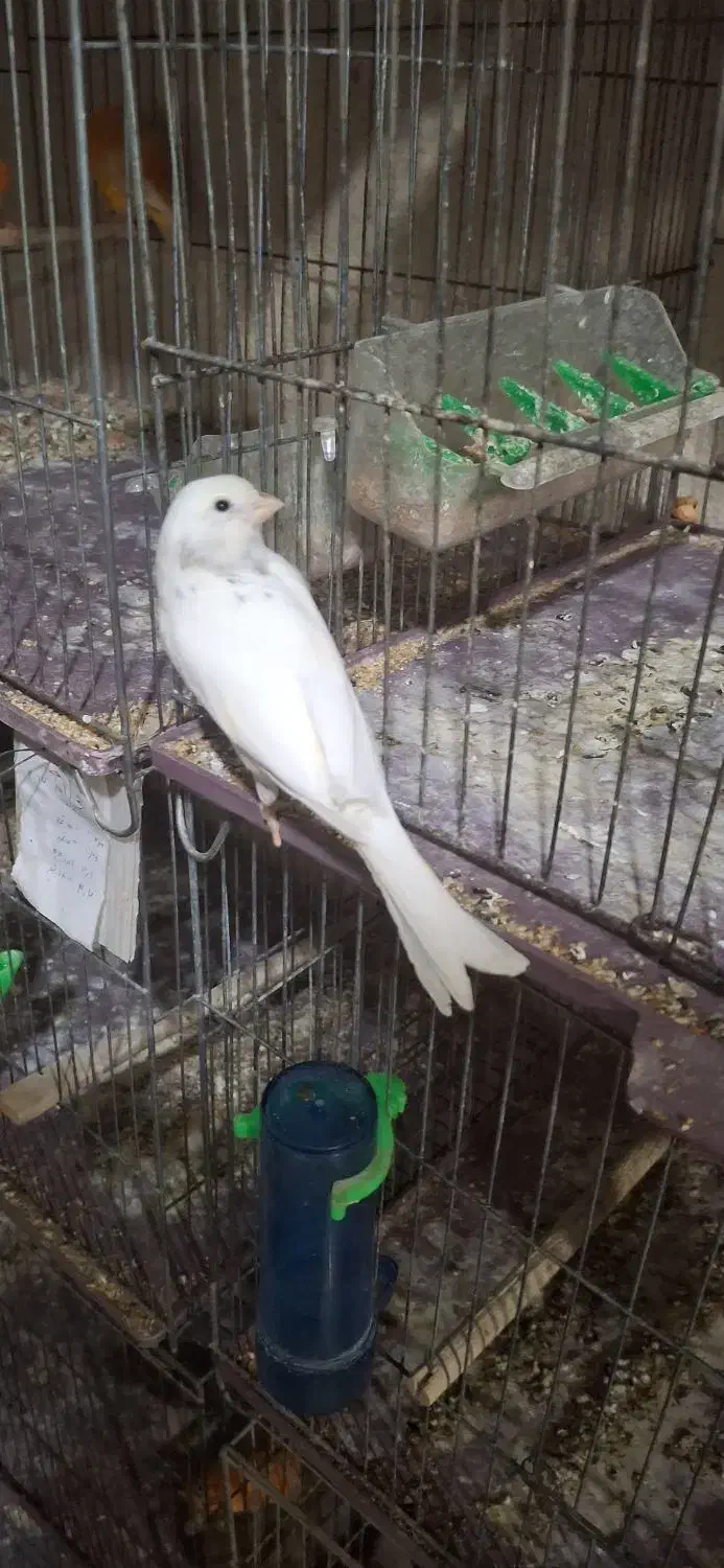 مولد و پرستار|پرنده|پاکدشت, پاکدشت (مامازند)|دیوار