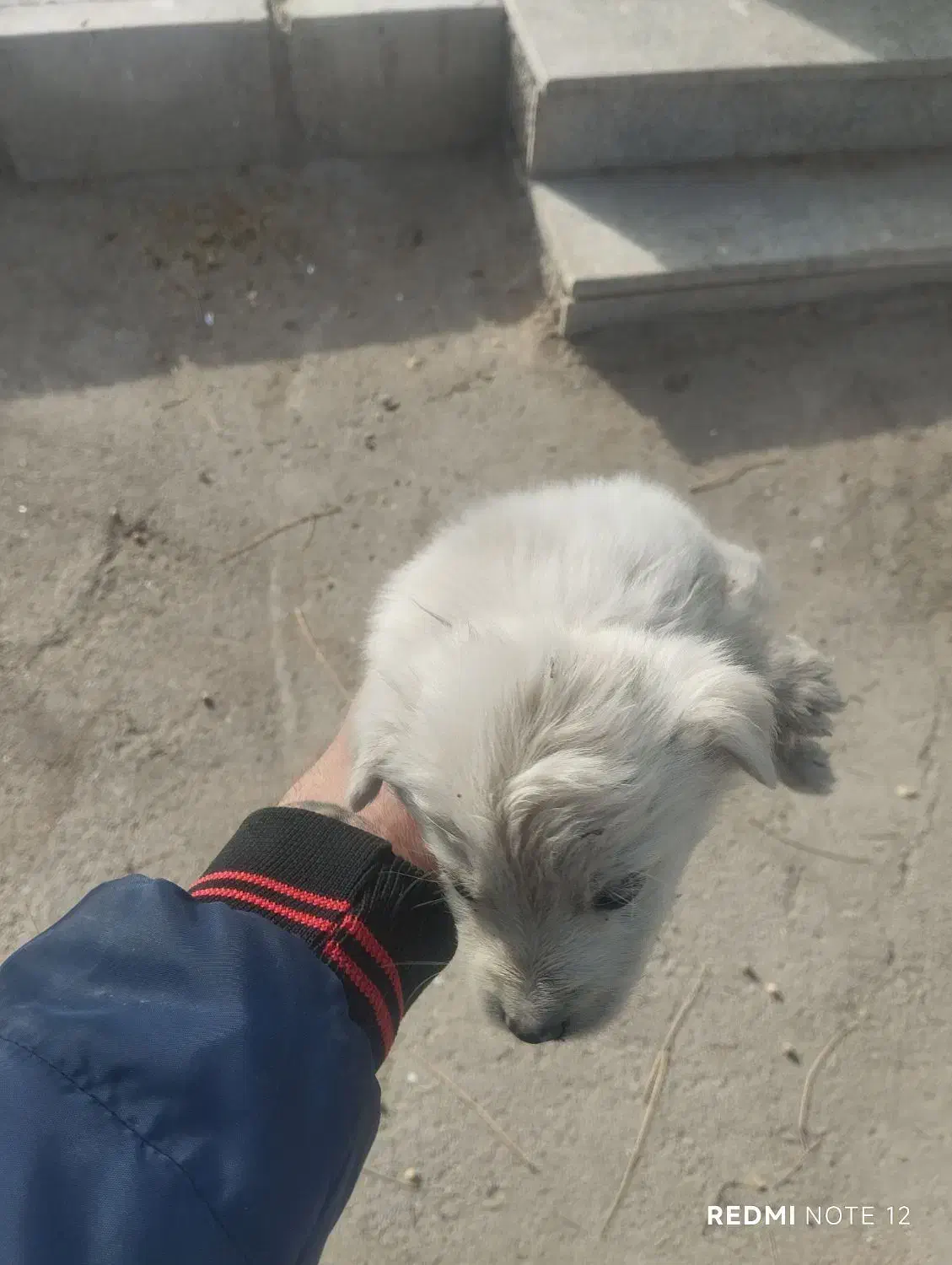 توله اشپیتز|سگ|اصفهان, گورت|دیوار