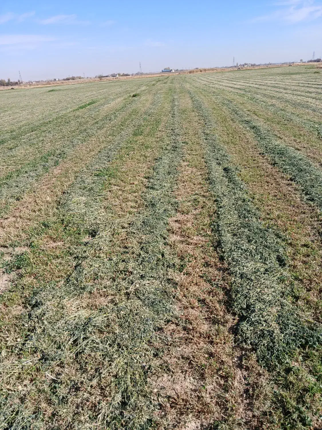 یونجه|خدمات باغبانی و درختکاری|صالح آباد, |دیوار