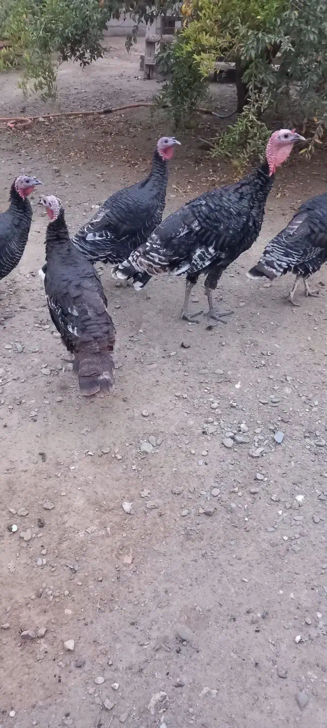 بوقلمون|حیوانات مزرعه|گمیشان, |دیوار