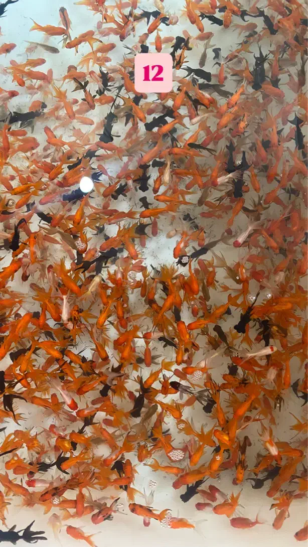 ماهی قرمز|ماهی|شاهرود, |دیوار