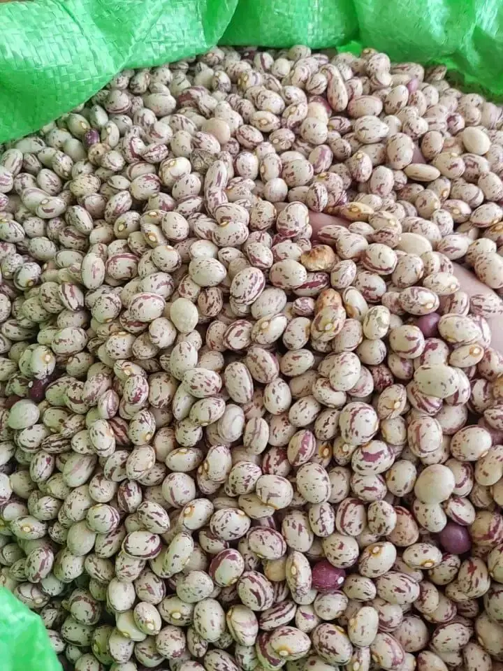 لوبیا چیتی|خوردنی و آشامیدنی|جاپلق, |دیوار