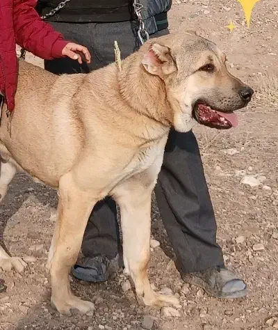 فروش سگ معاوضه میکنم|سگ|هریس, |دیوار