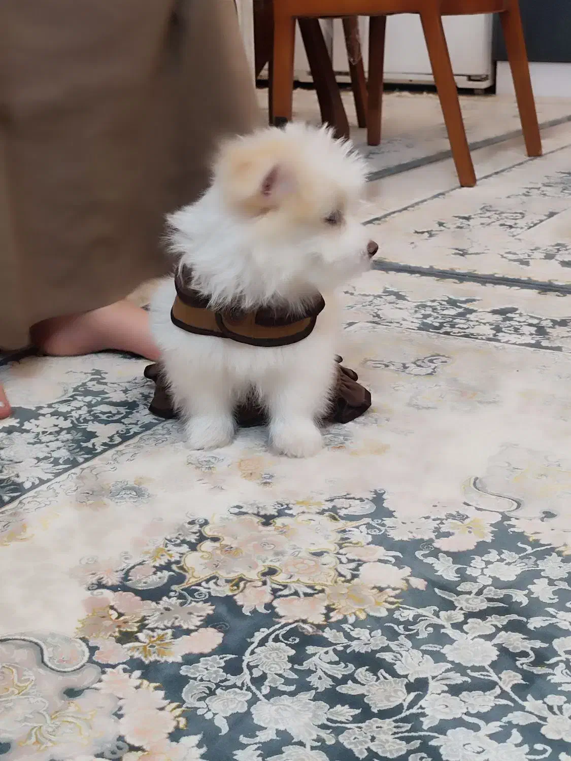 سگ پامر و شیتزو|سگ|خرم‌آباد, |دیوار