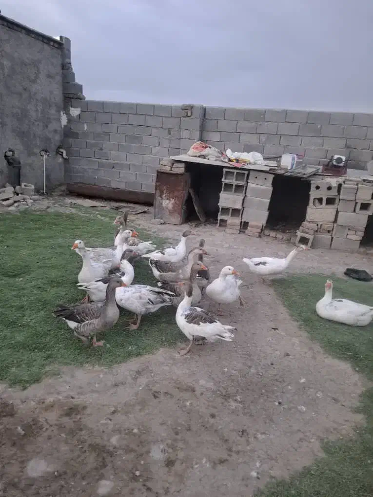 غاز|حیوانات مزرعه|بروجرد, |دیوار