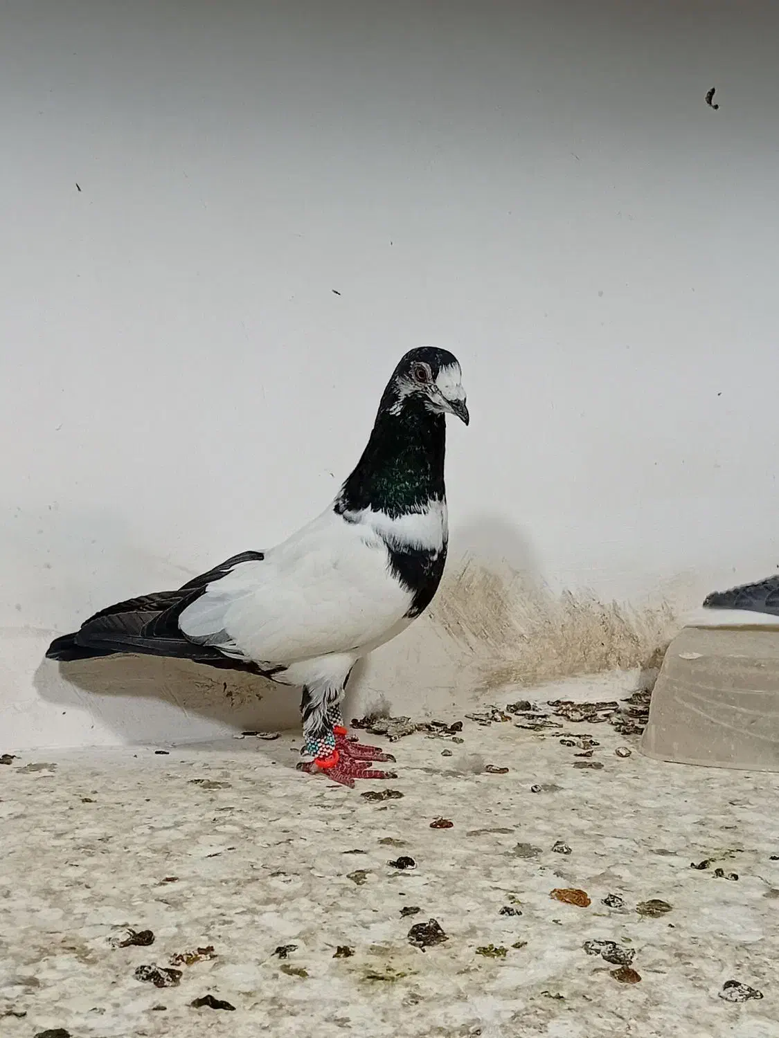 کفتر.پرنده|پرنده|مشهد, انصار|دیوار