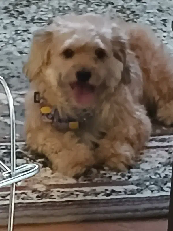 گمشده سگ|حیوانات|اصفهان, بهارستان|دیوار