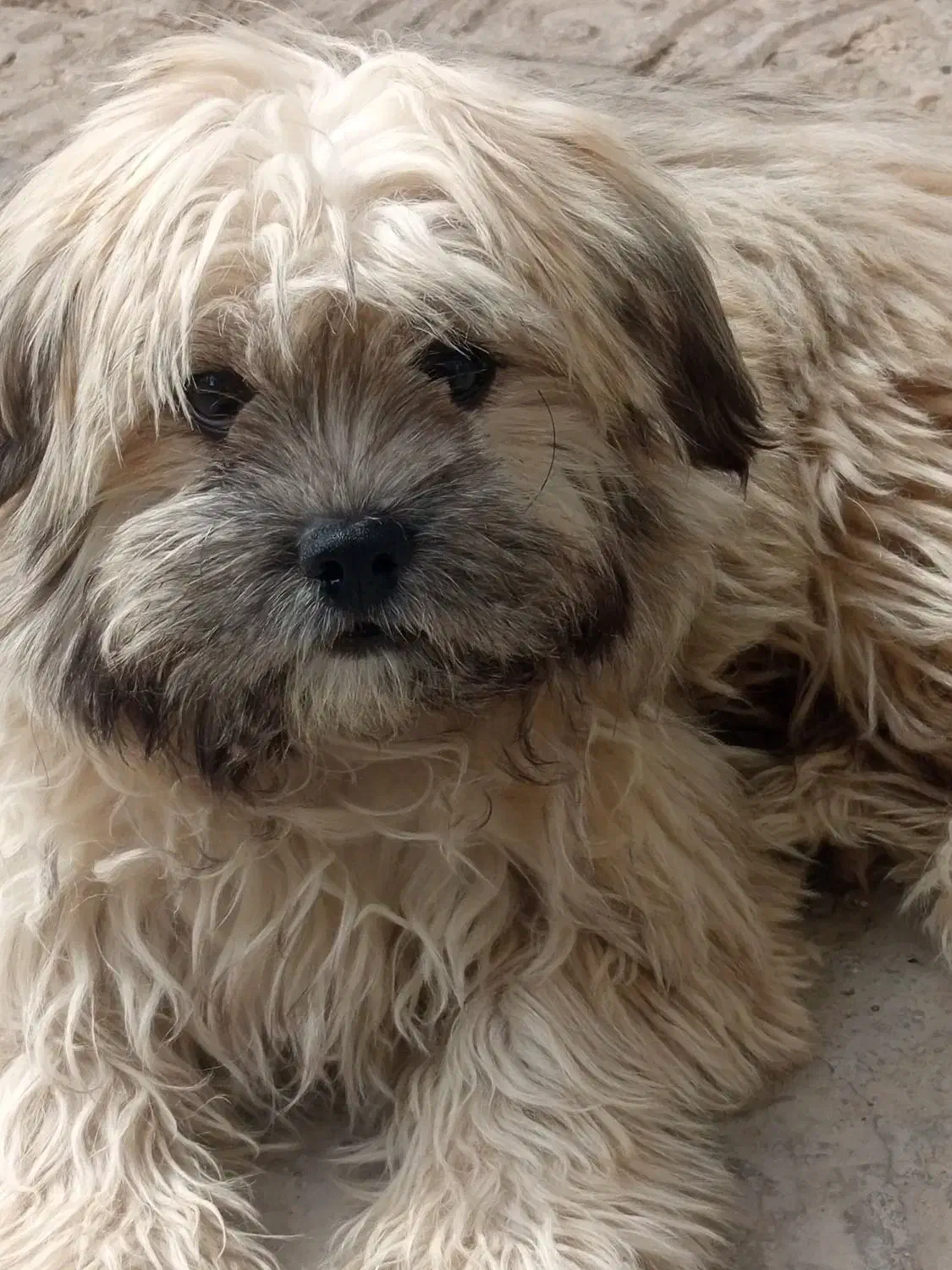 سگ شیتزو|سگ|فسا, |دیوار