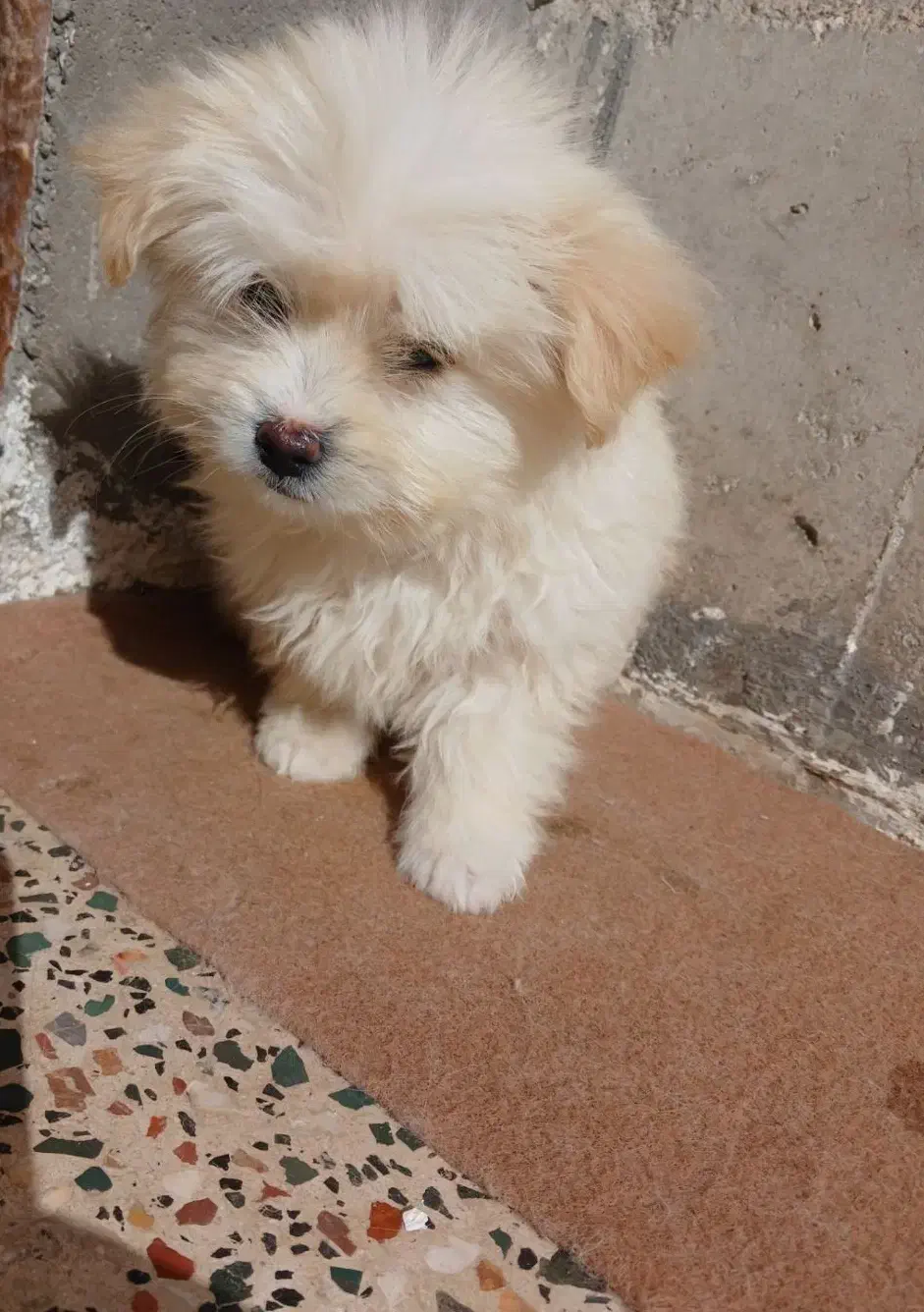 واگذاری سگ|سگ|تربت جام, والفجر|دیوار