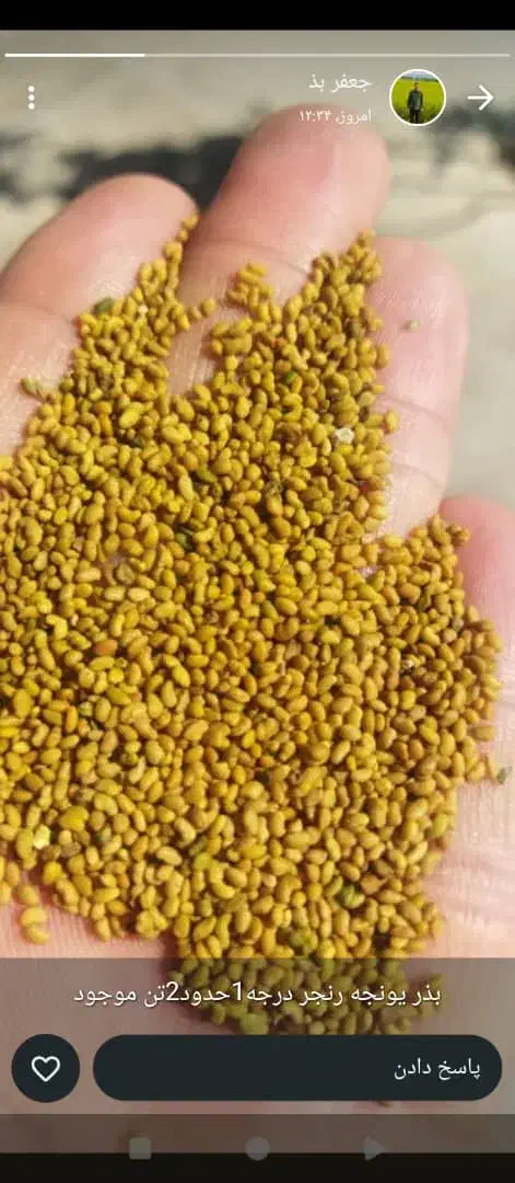 بذر یونجه رنجر و مائوپا آمریکایی درجه1|عمده‌فروشی|شیراز, داریون|دیوار